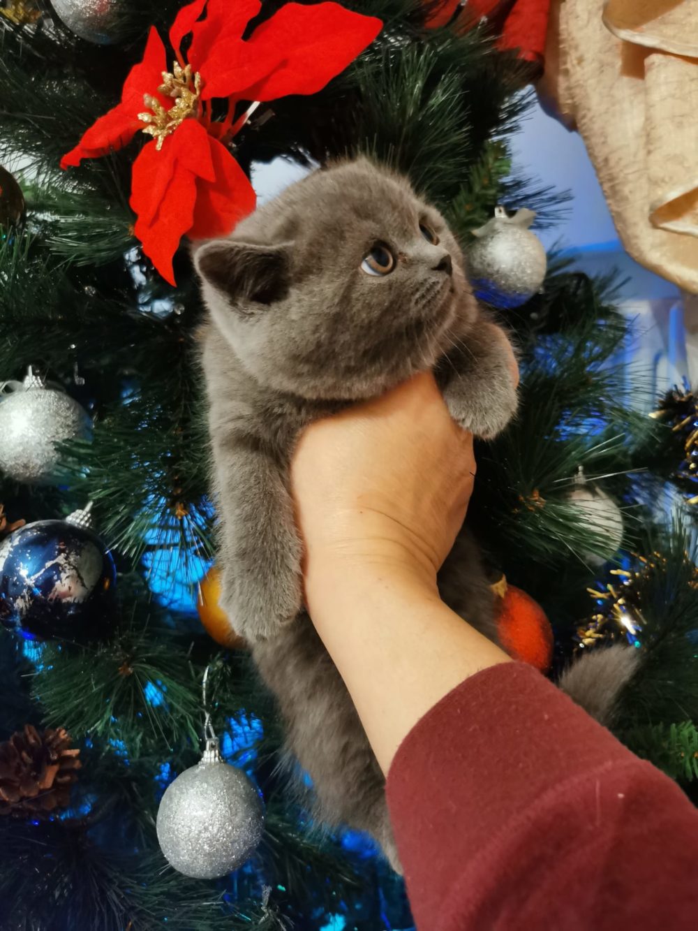 cuccioli di colore blue e lilac