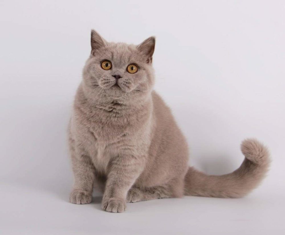 cuccioli di colore blue e lilac