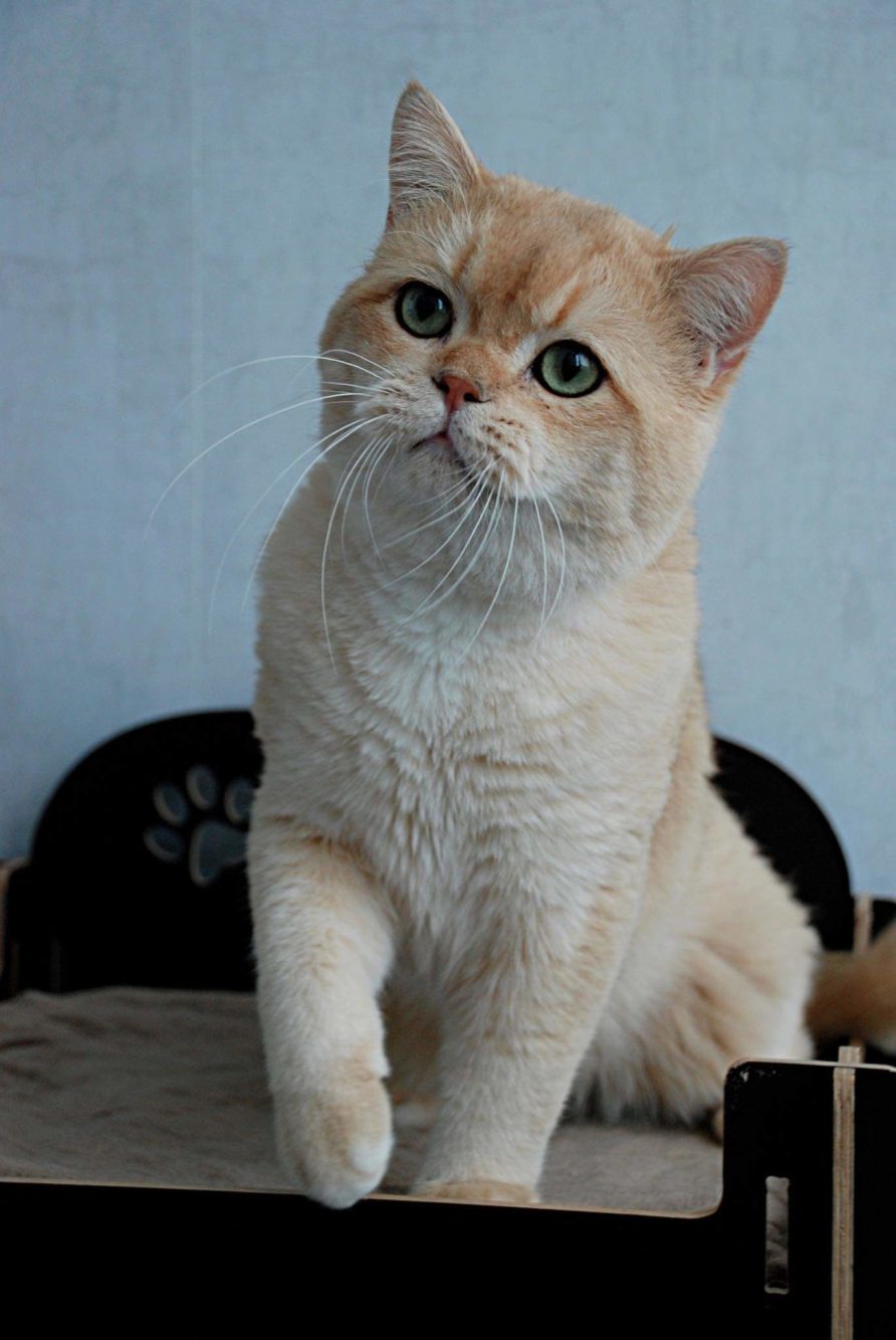 British shorthair black golden shell