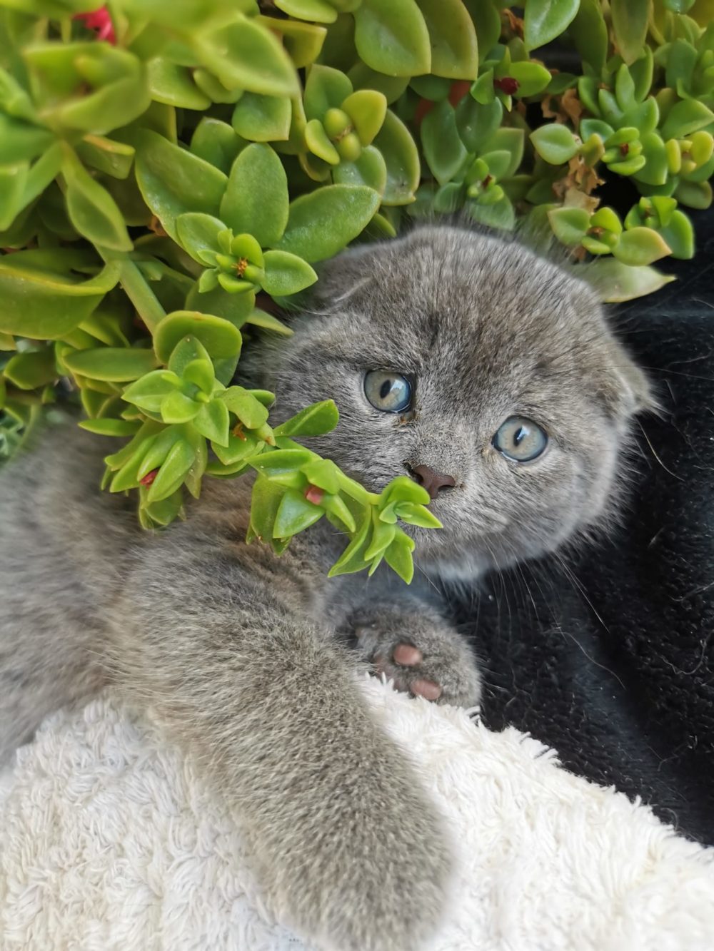 cuccioli di colore blue e lilac