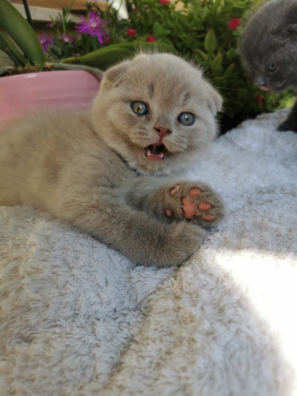 cuccioli di colore blue e lilac