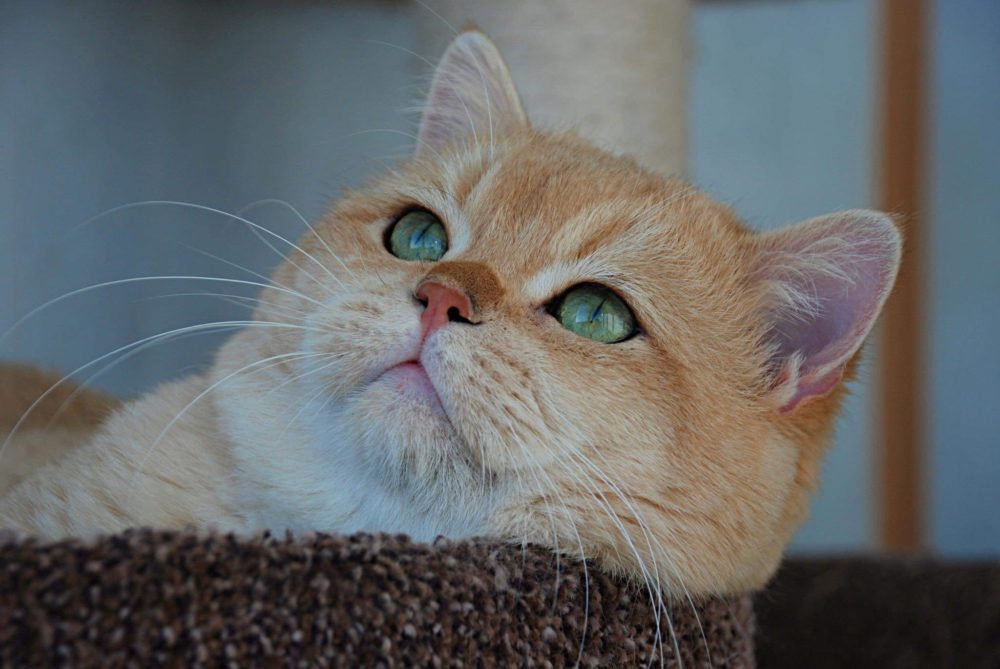 British shorthair black golden shell