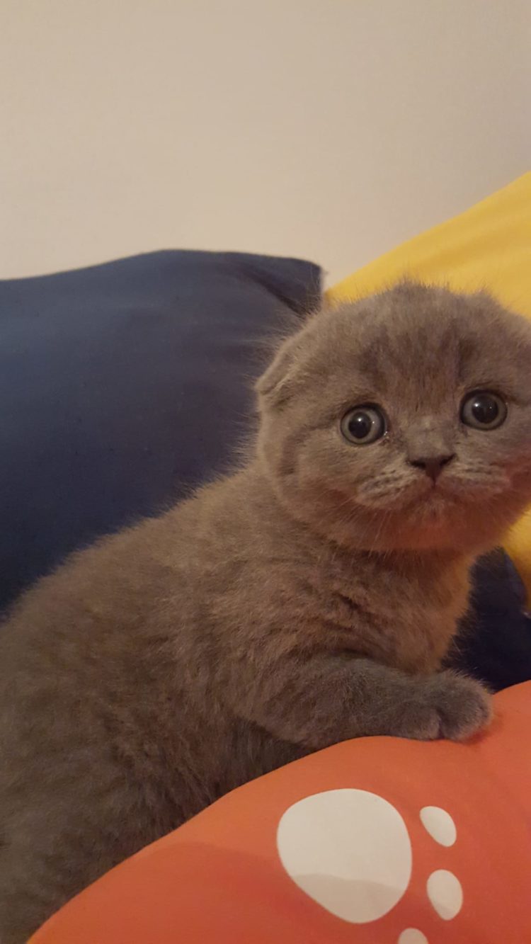 cuccioli di colore blue e lilac