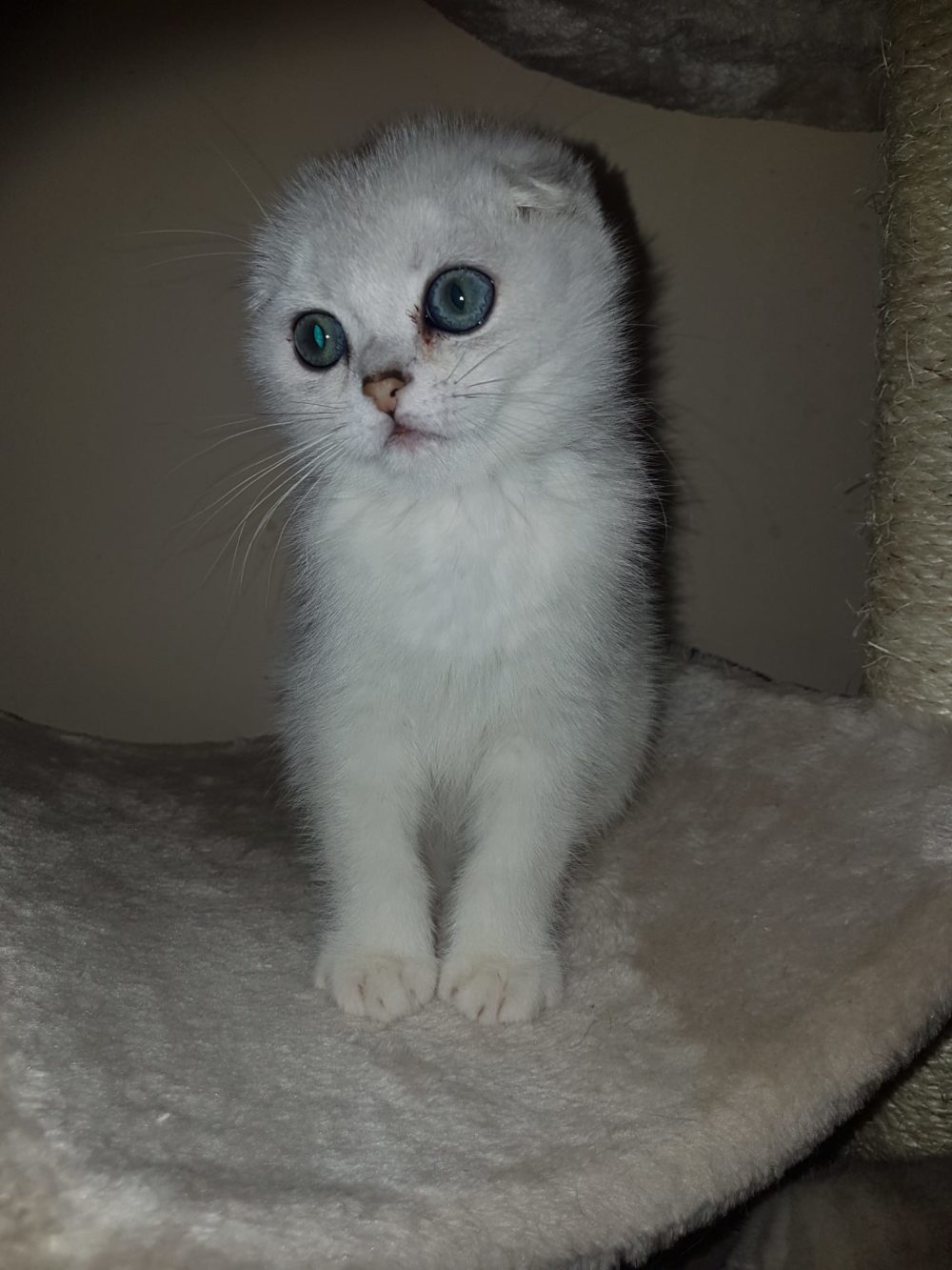 scottish fold e scottish straight