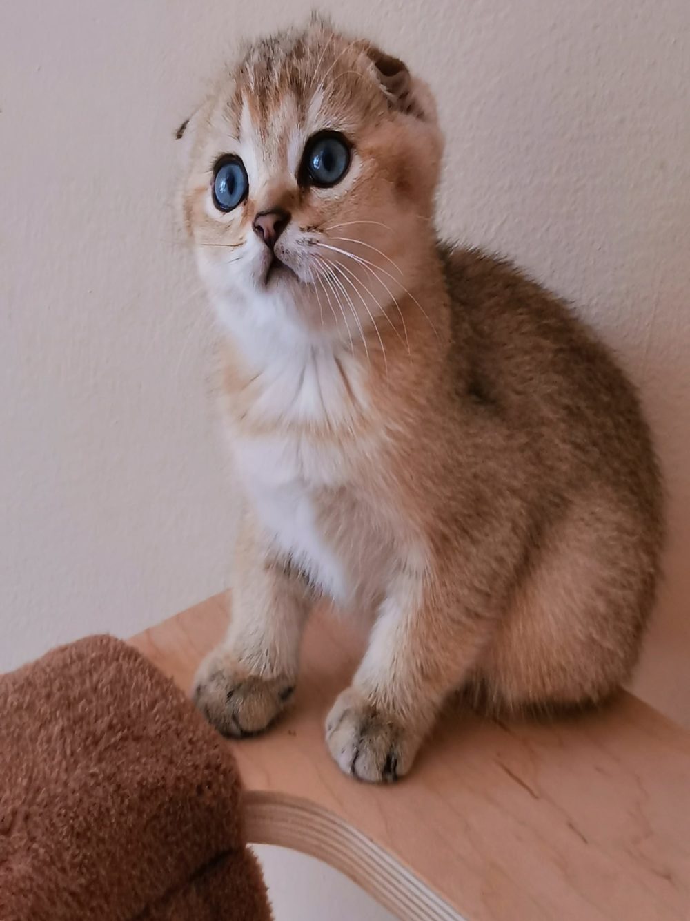 scottish fold e scottish straight