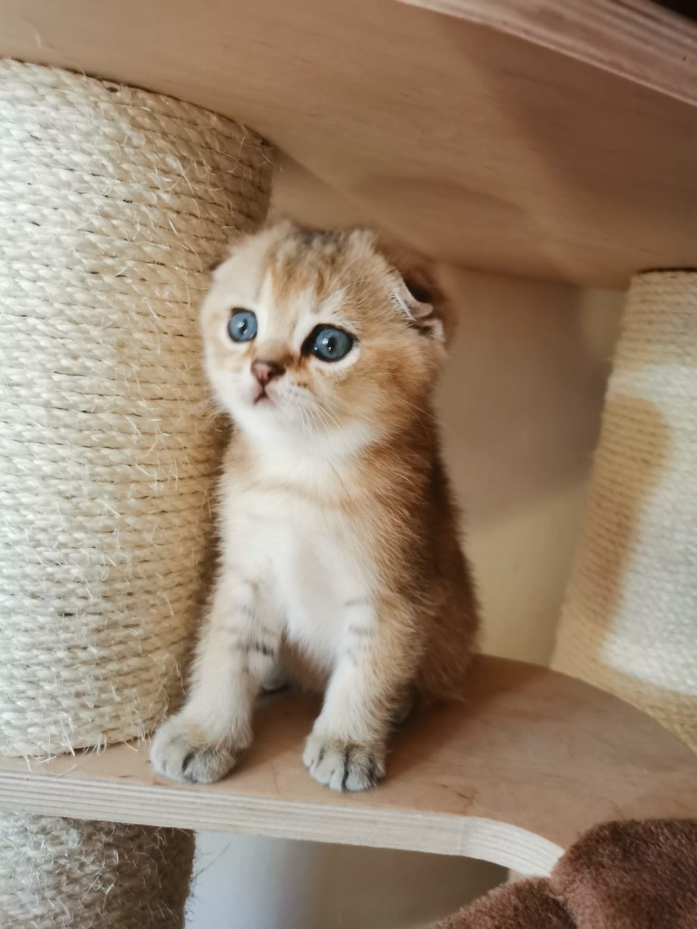 scottish fold e scottish straight