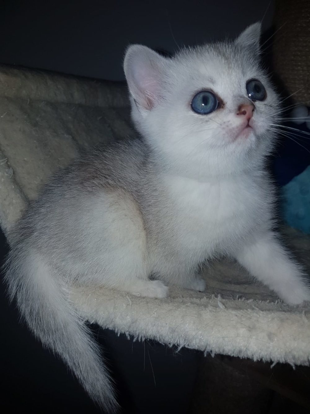 scottish fold e scottish straight