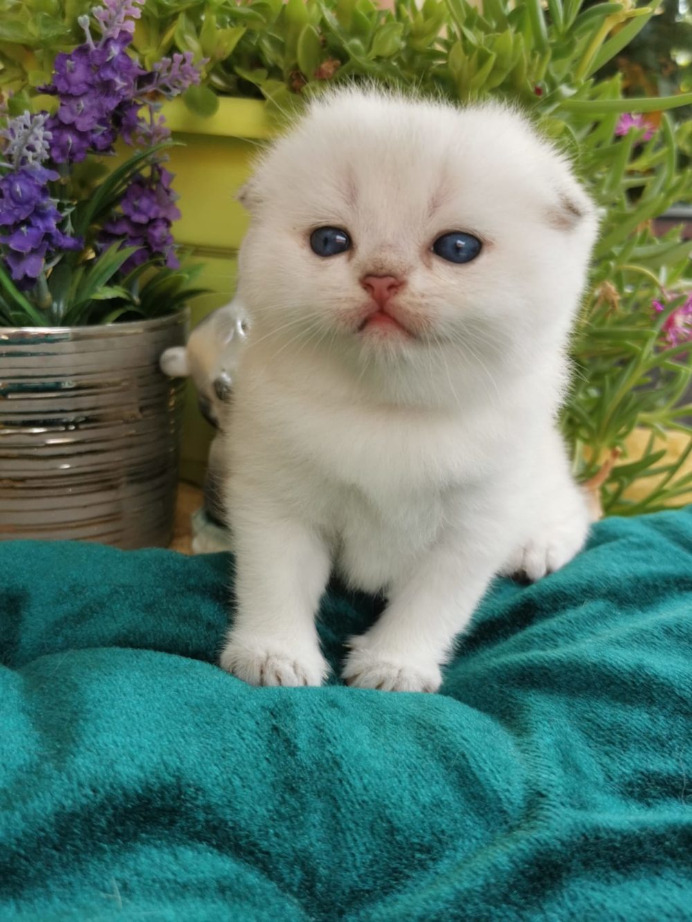 scottish fold e scottish straight