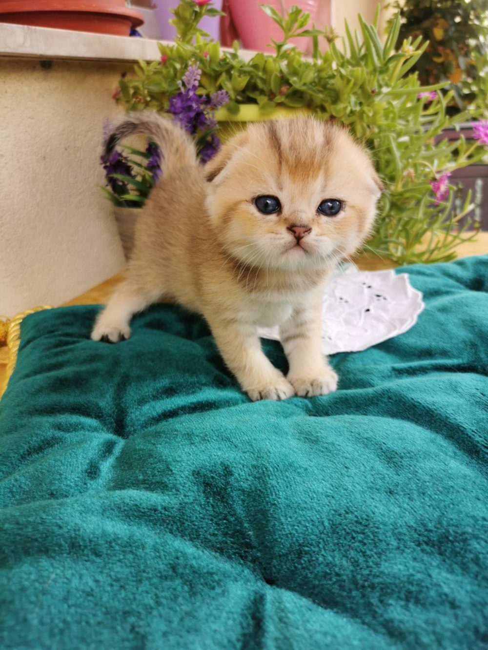 scottish fold e scottish straight