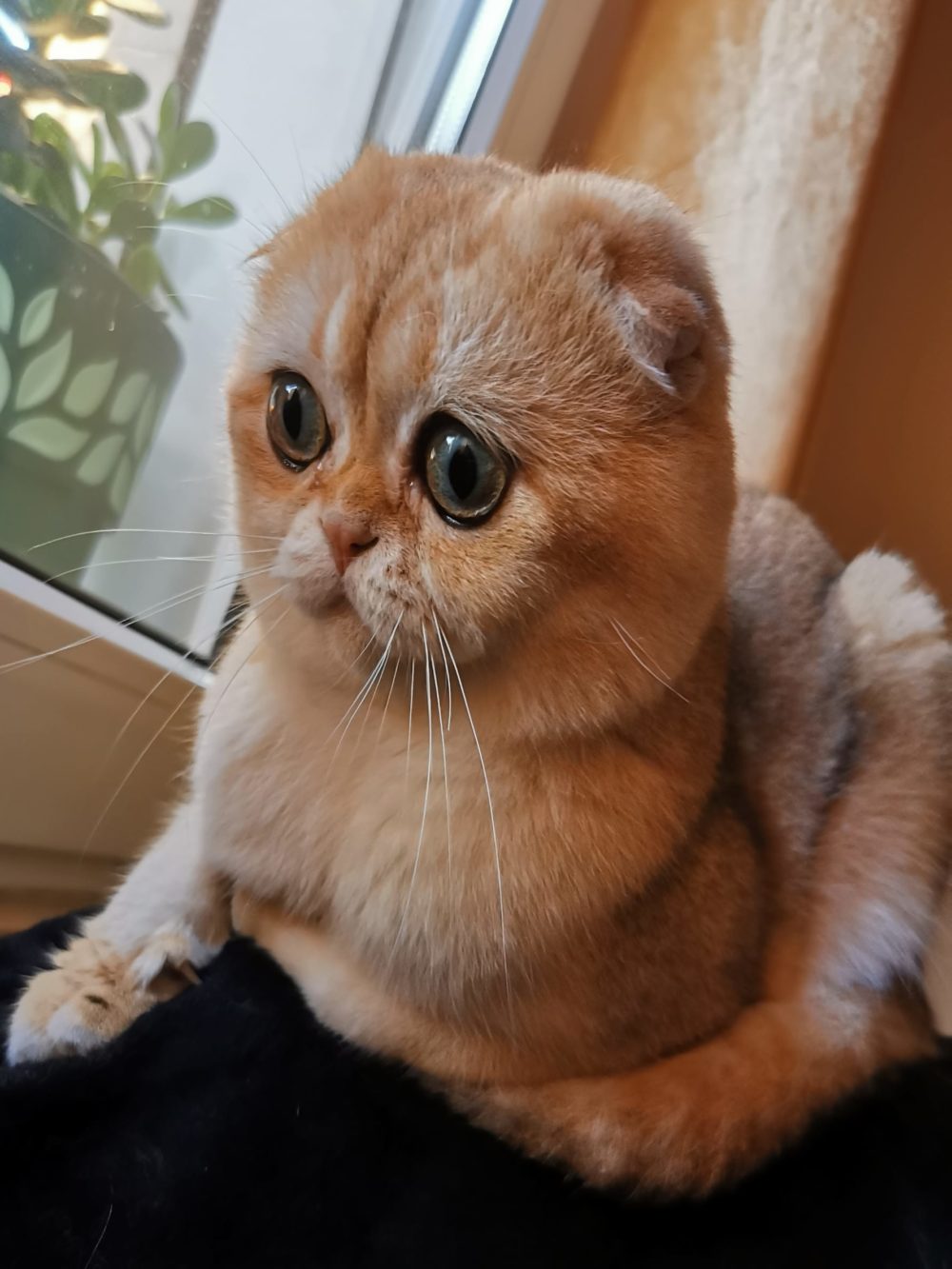 scottish fold e scottish straight