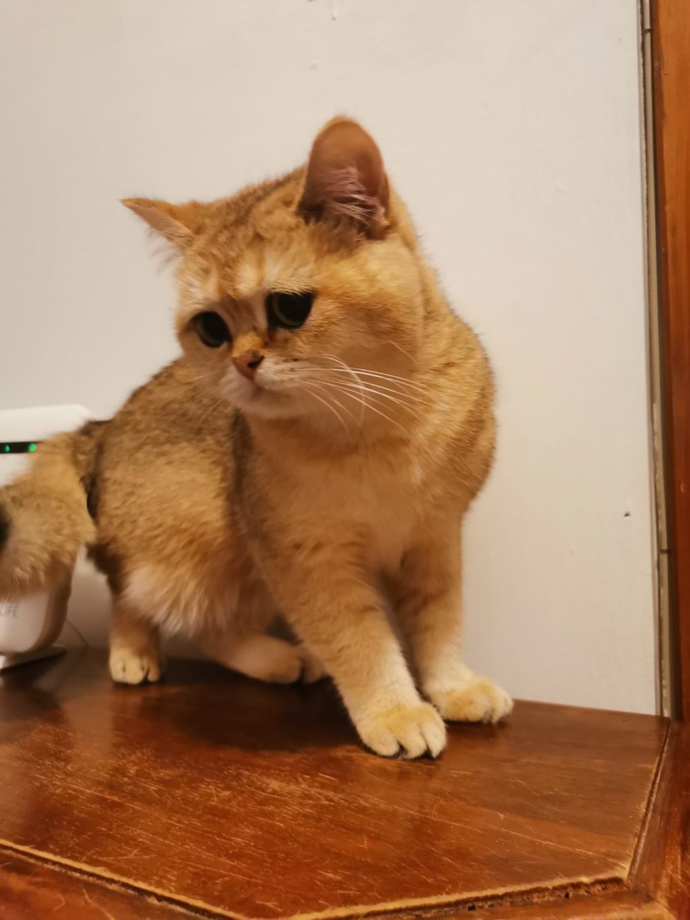 scottish fold e scottish straight