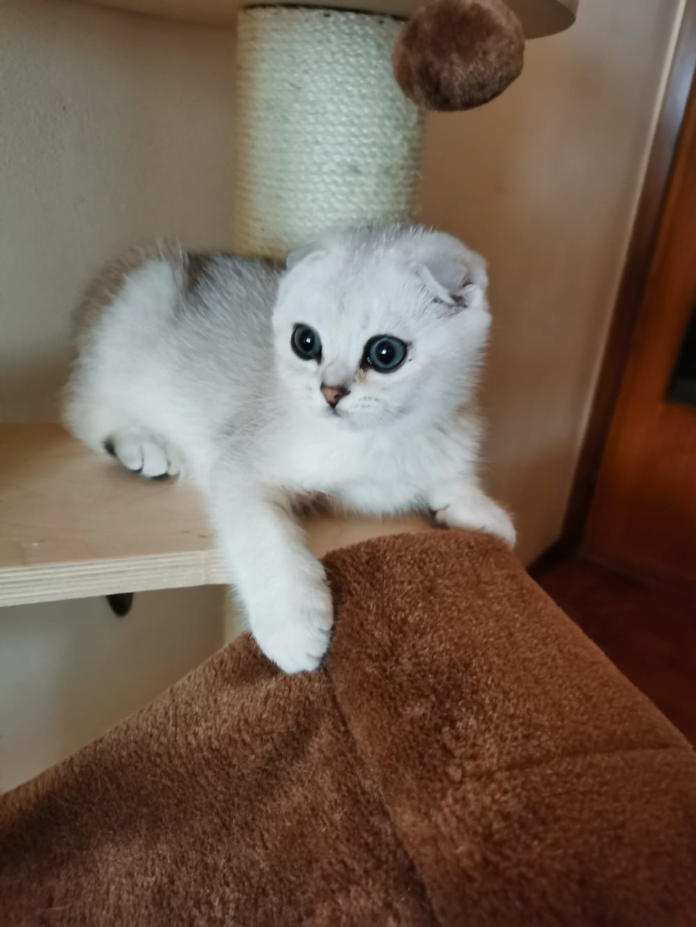 scottish fold e scottish straight