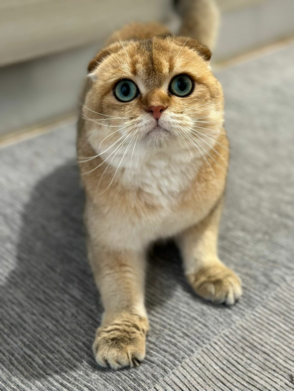 Armani De Russel
Scottish fold