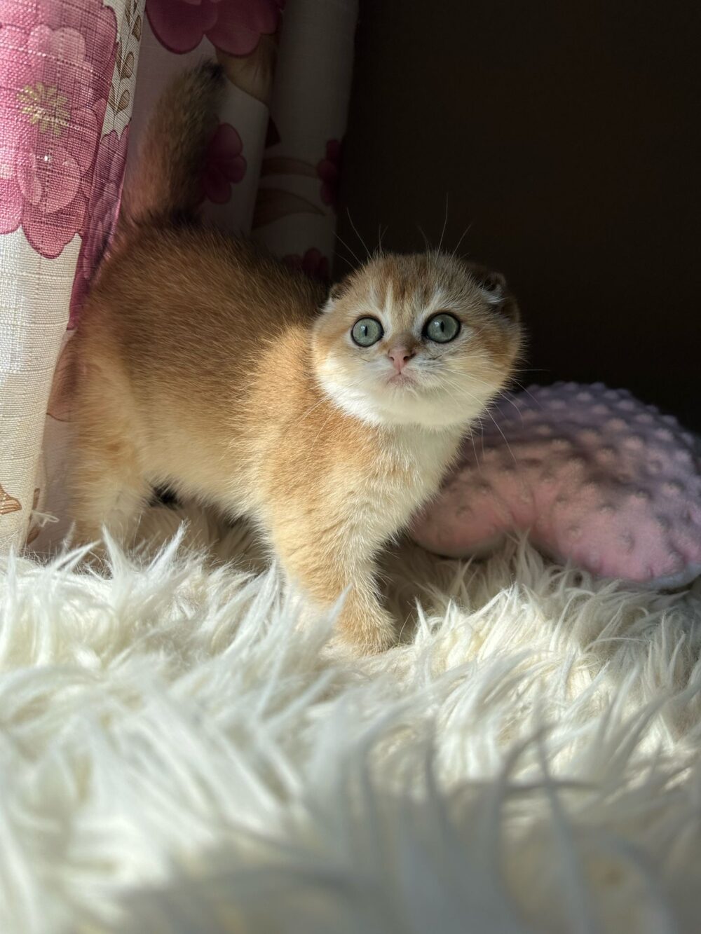 Femmina black golden shaded