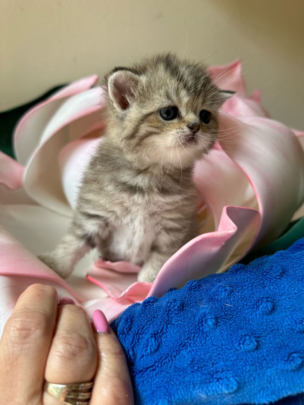 Femmina scottish straight, black tabby
