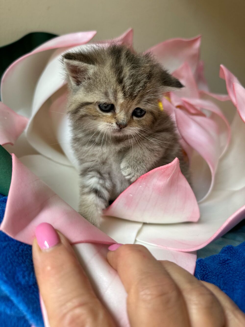 Femmina scottish straight, black tabby