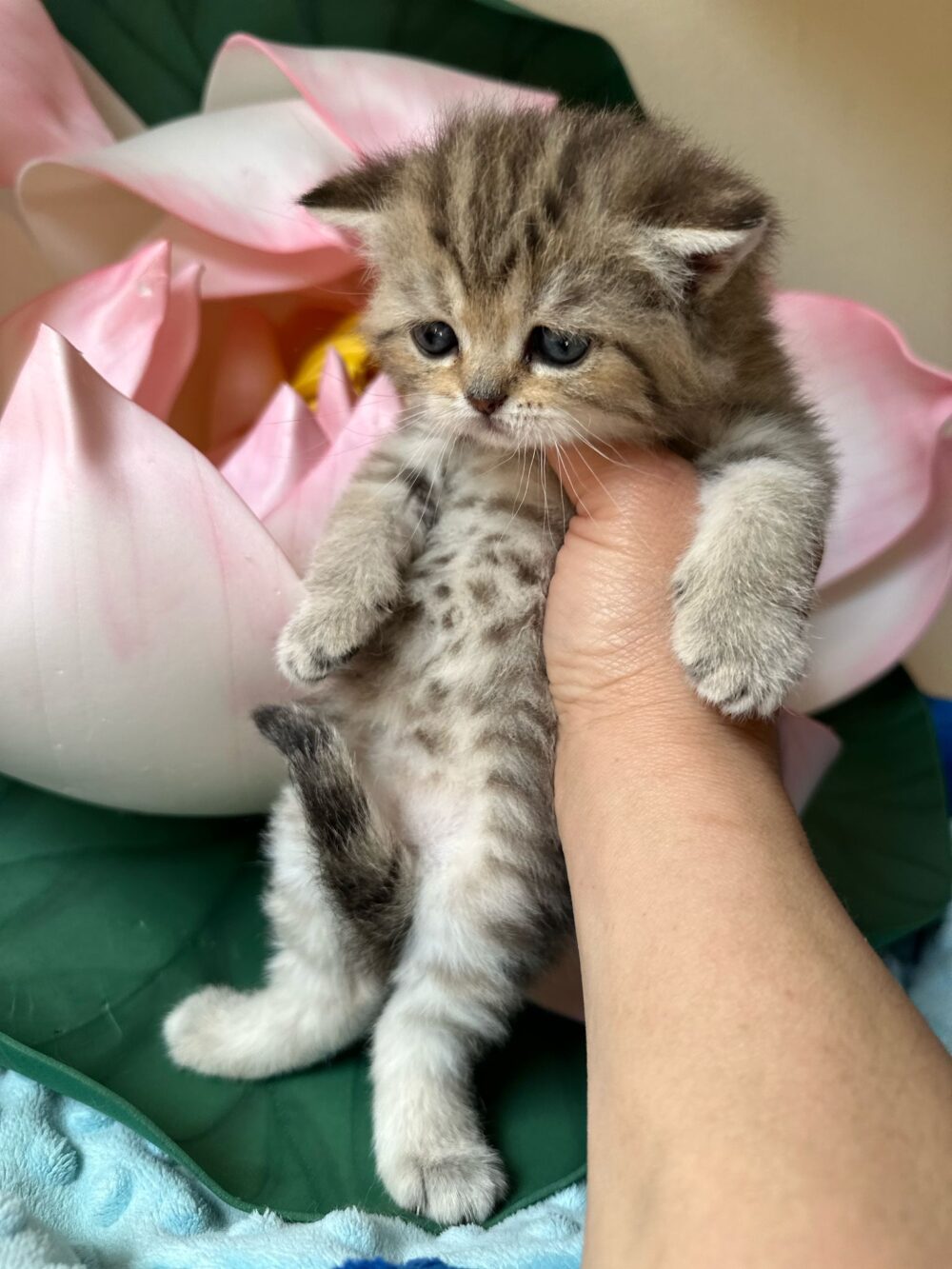 Femmina scottish straight, black tabby