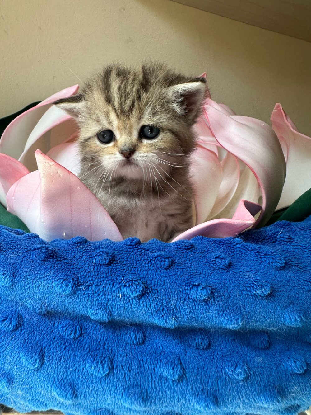 Femmina scottish straight, black tabby