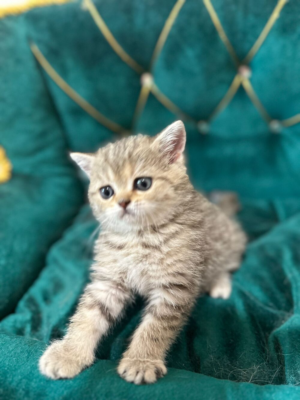 Femmina scottish straight, black tabby