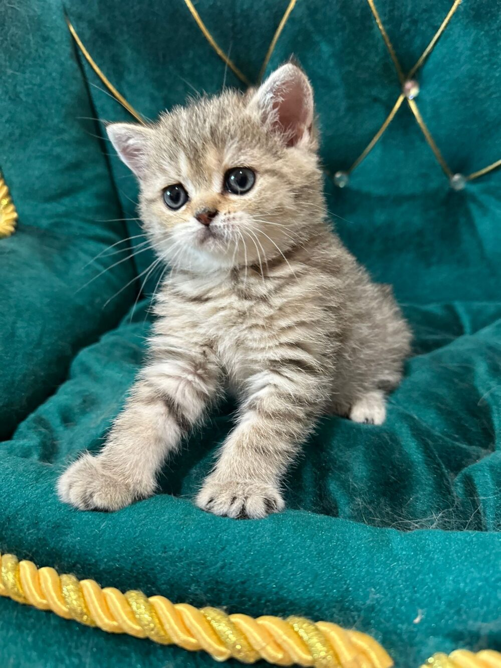 Femmina scottish straight, black tabby