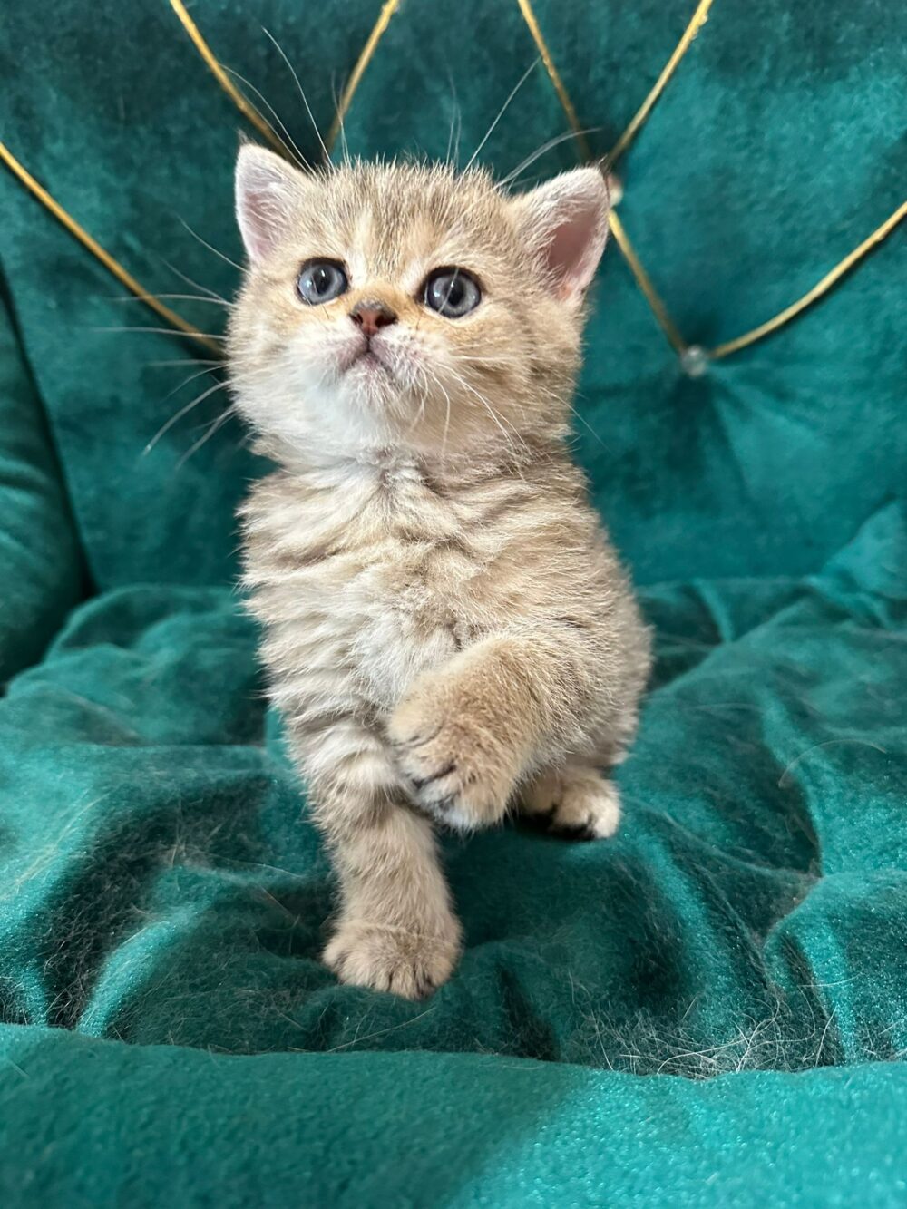 Femmina scottish straight, black tabby