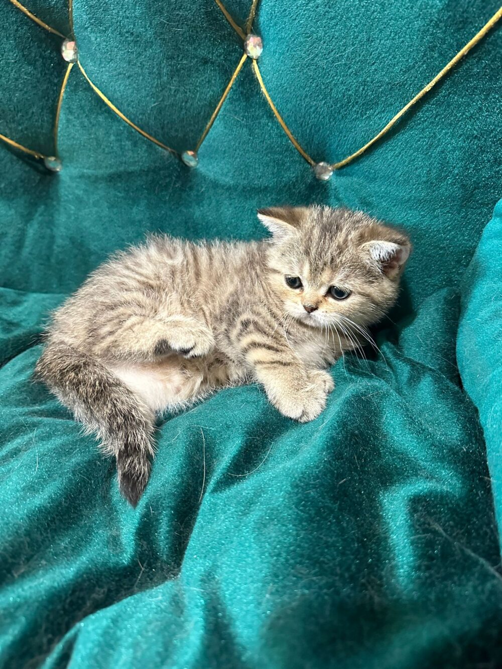 Femmina scottish straight, black tabby