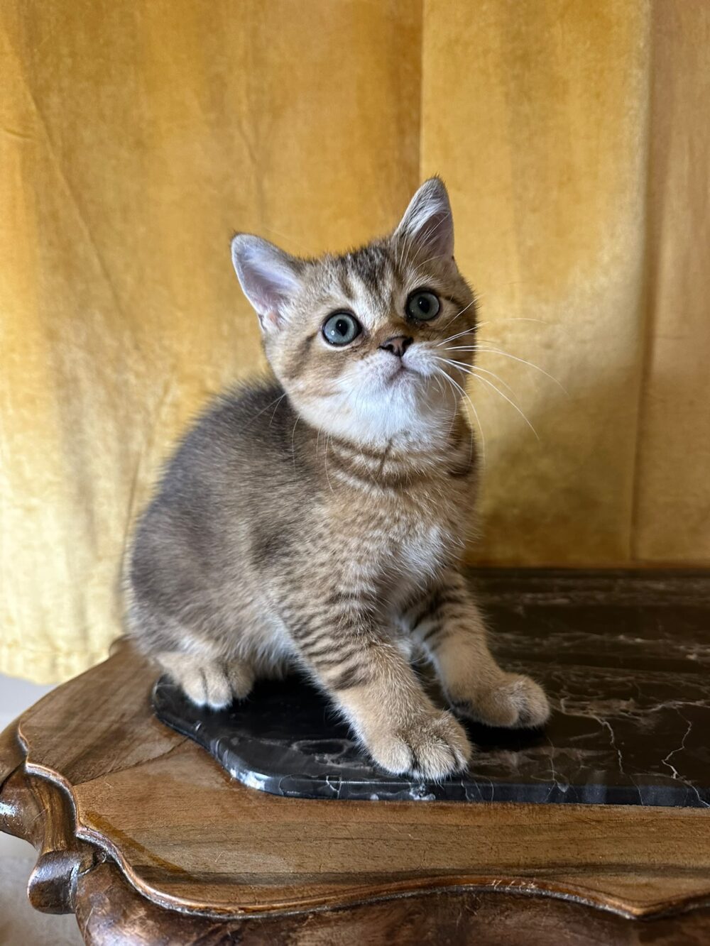 cuccioli di razze Scottish fold