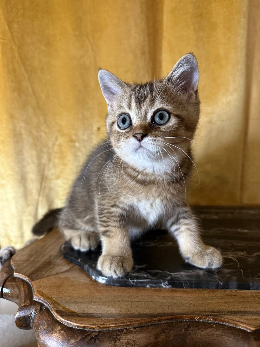 cuccioli di razze Scottish fold